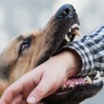 What to Know About Dog Bite Lawsuits in Wauwatosa