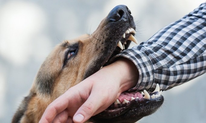 What to Know About Dog Bite Lawsuits in Wauwatosa